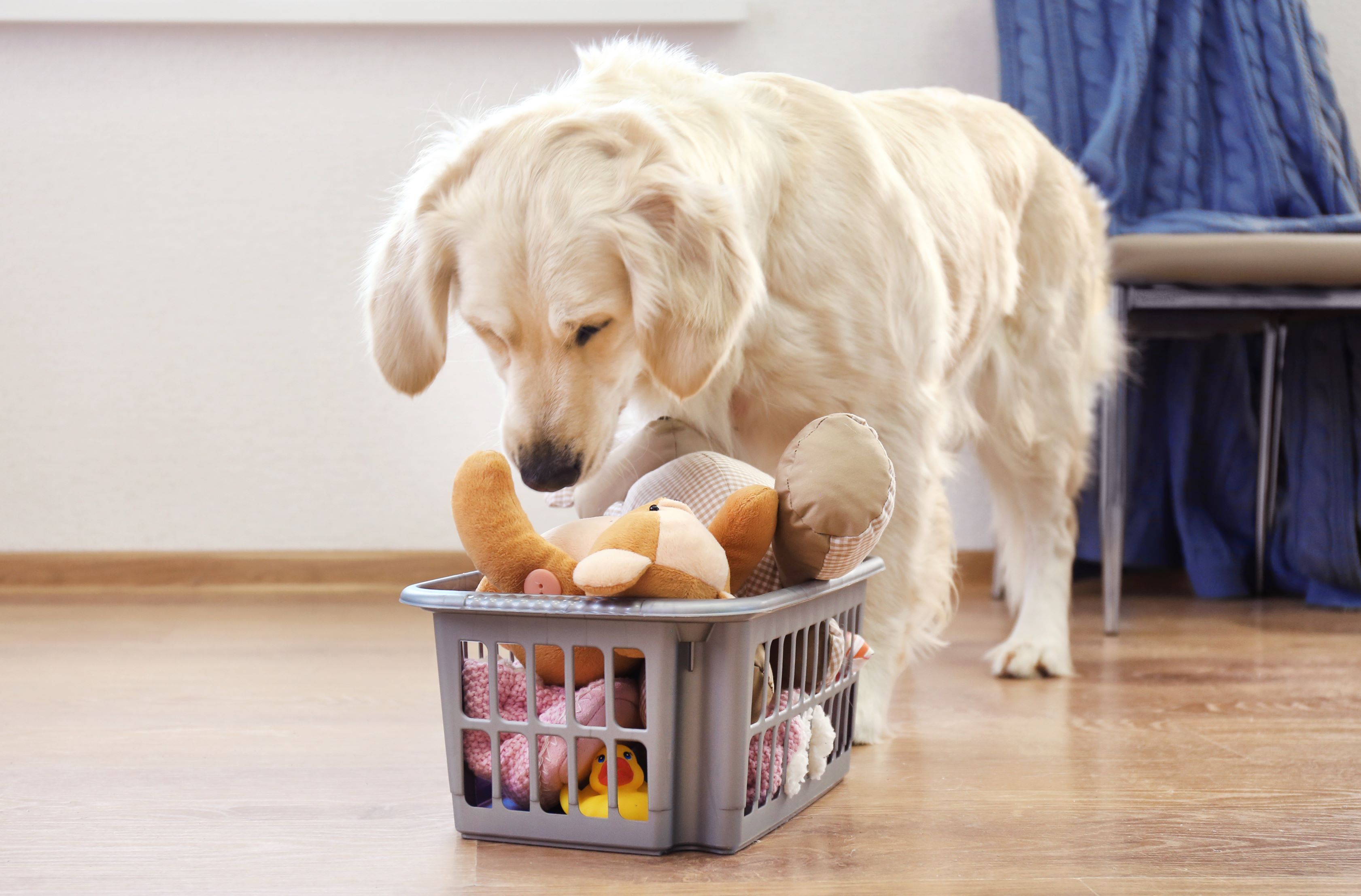Dog toys bin floor leve